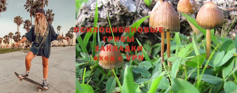 гидра как зайти  Западная Двина  darknet какой сайт  Псилоцибиновые грибы Psilocybe 